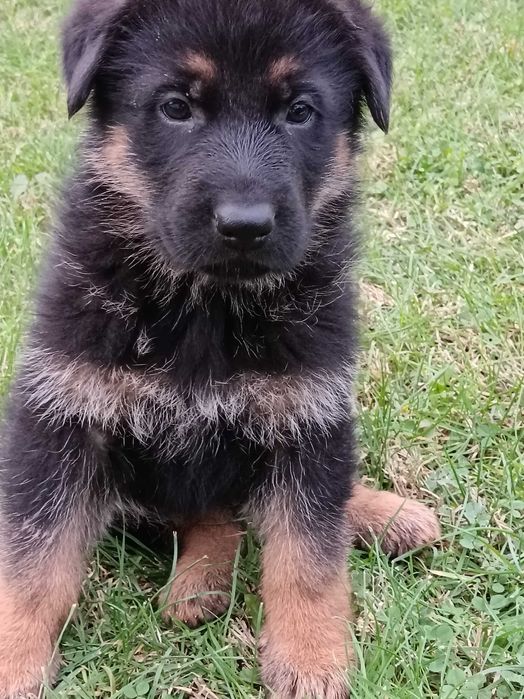 Страхотни малки НОК