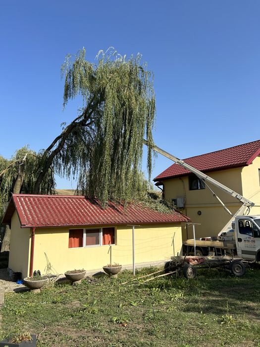 Taiere , Toaletari copaci , defrisari.