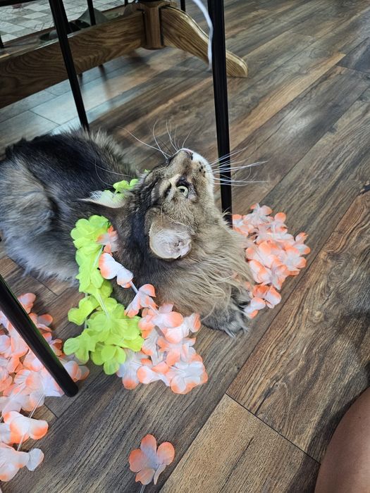 Мэйн кун вязка Астана