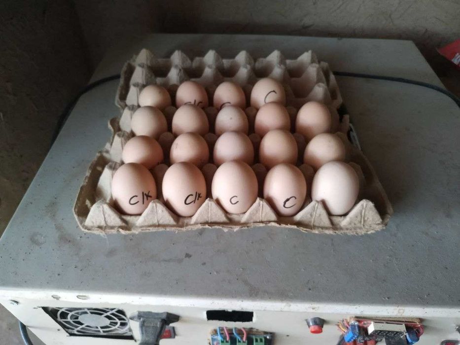 brama, svetli brama tuxumlariga zakaz olinadi