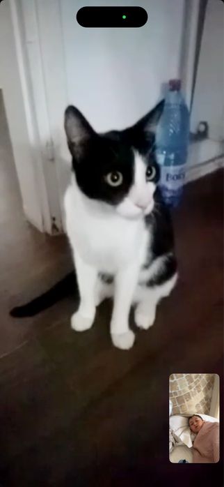 Pisici steeilizate donatie