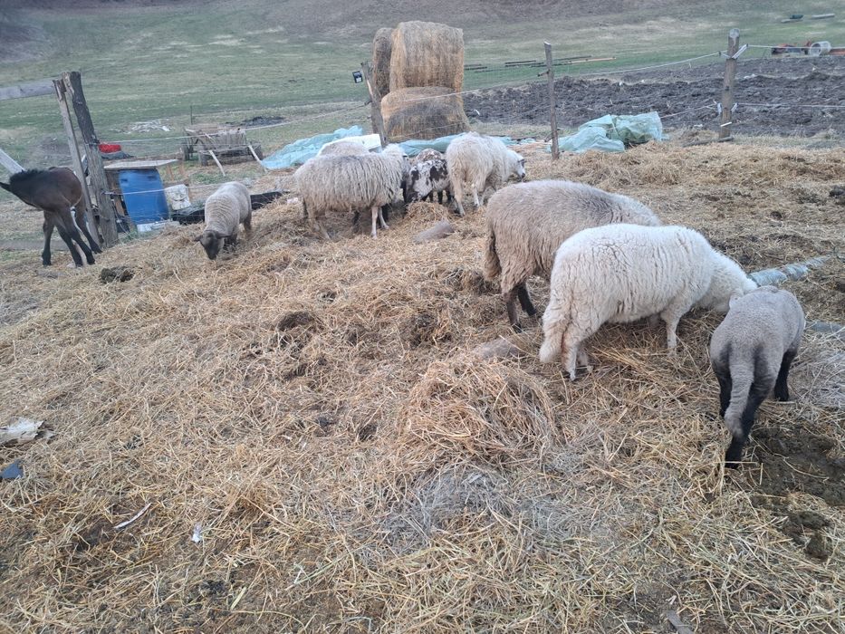 De vanzare 8 oi bune de tinut