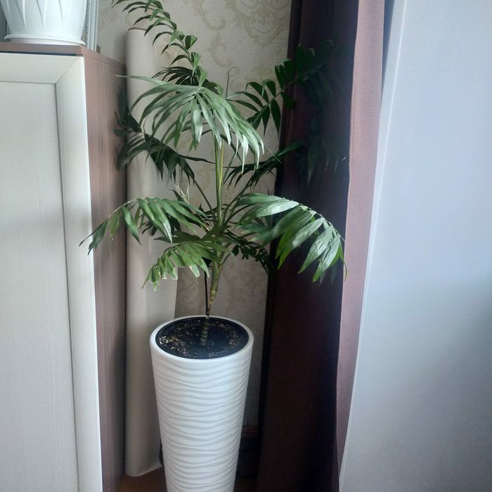 Продам цветок комнатный