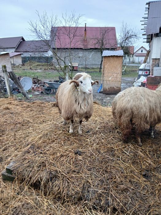 Vand berbec  de 3 ani sau schimb cu oaie