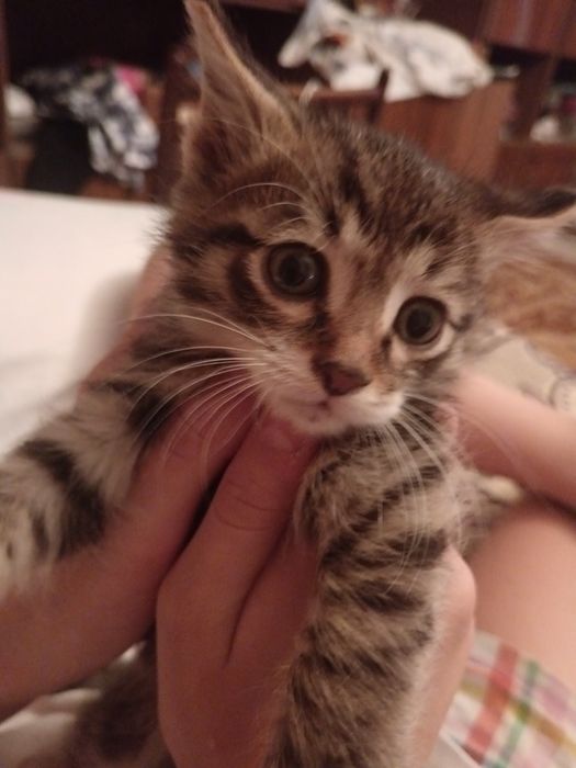 Котенок бесплатно