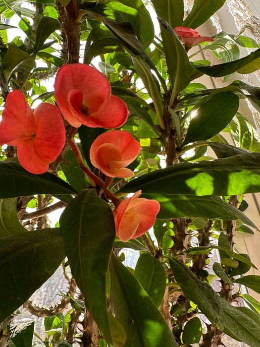 Домашний цветок, высота 150см.