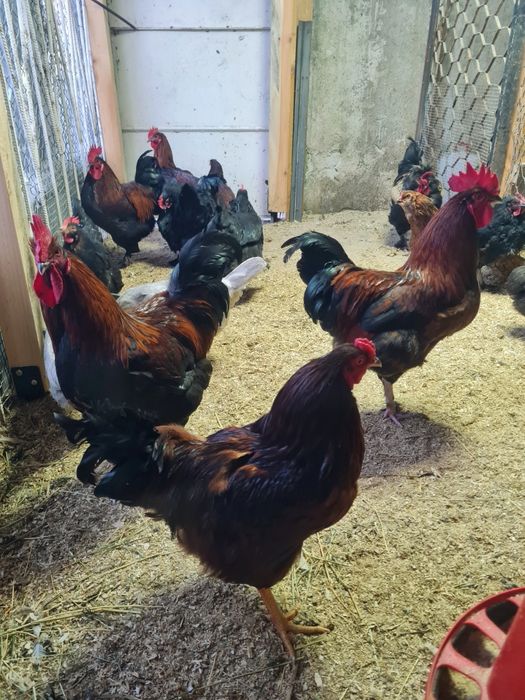 Свободни Млади Петли