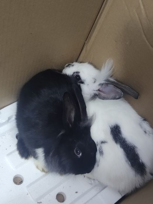 Iepuri cap de leu mascul tanar femela se doneaza