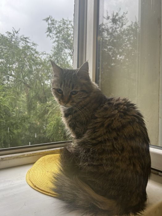 Отдам кошку даром