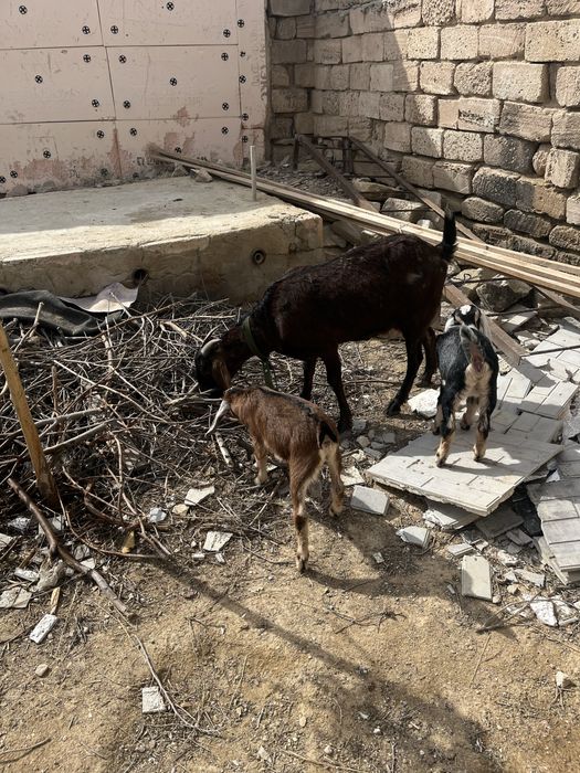 Нуби ешкілері сатылады