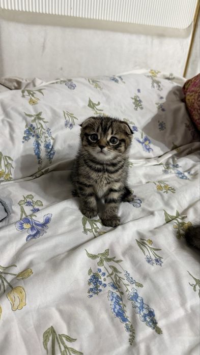 Шотландская вислоухая кошка