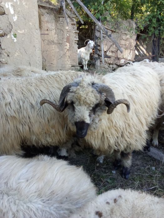Vând un berbec țurcan