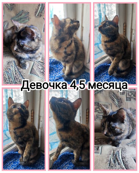 Котёнок для бабушки 5месяцев