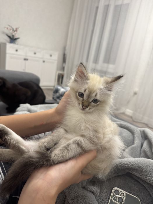 Очень необычный кот