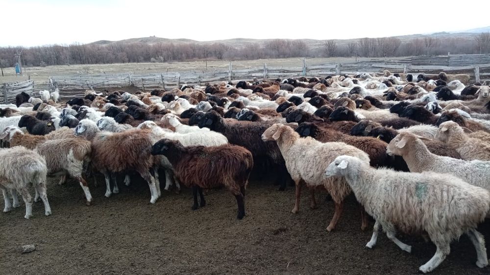 Буаз қойлар сатылады