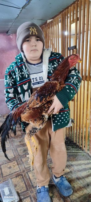 Продаются корейские петухи