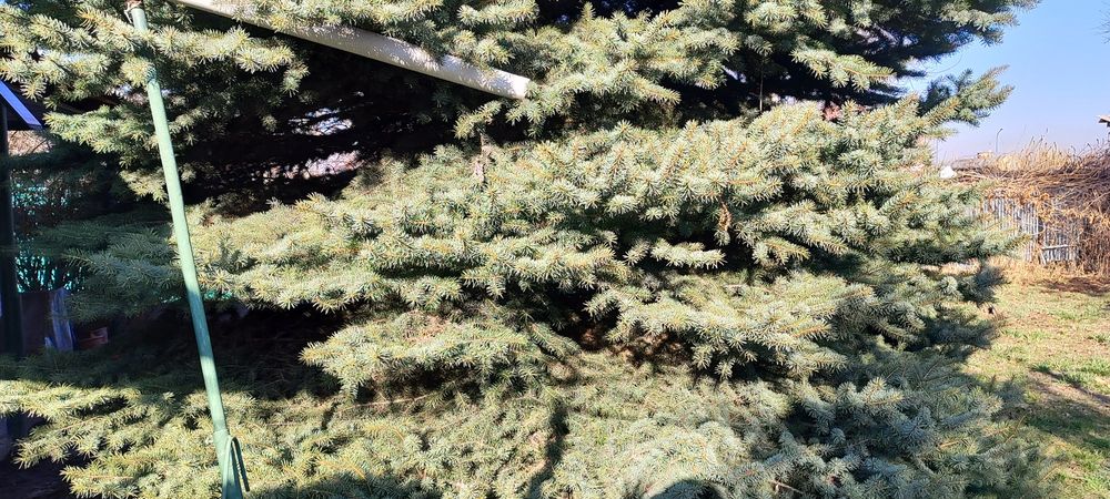 Ель зелёная пушистая