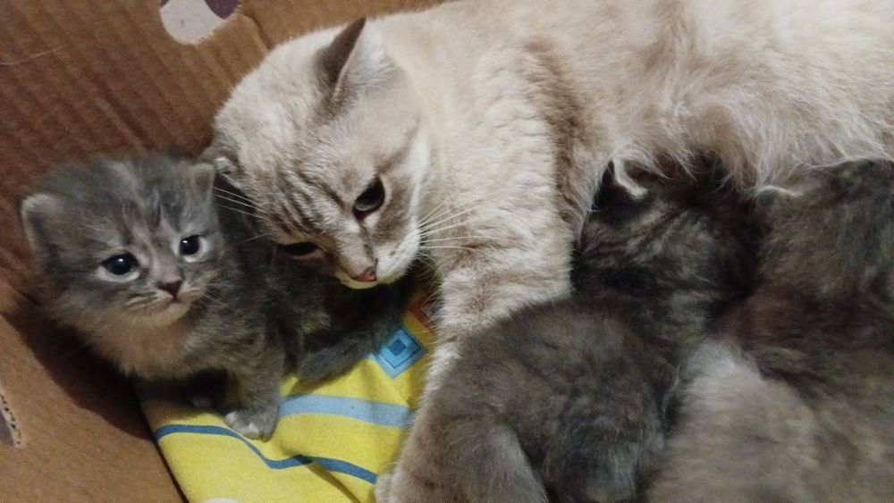 Котята в добрые руки