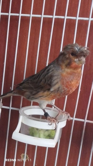 Нар чубатый 11 ойли сайрода