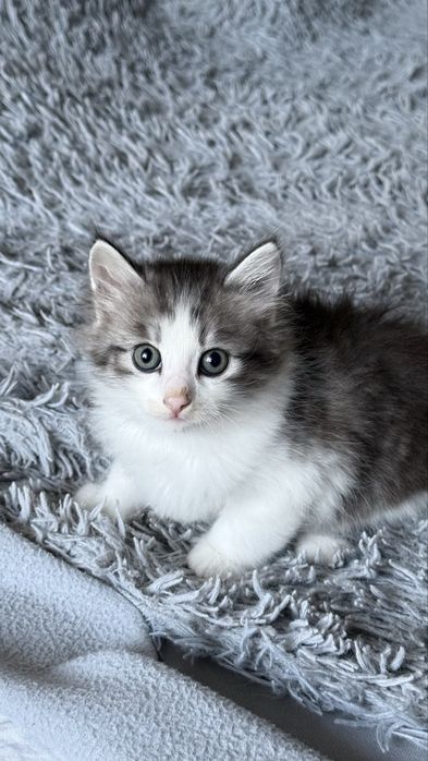 Отдаю кошечку в хорошие руки