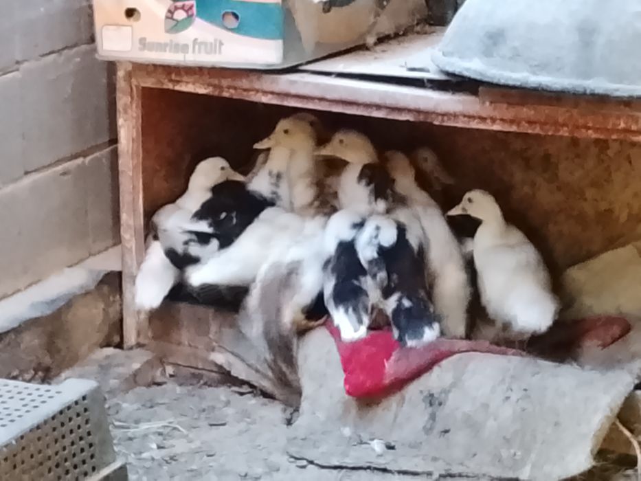 Продаются индоутка