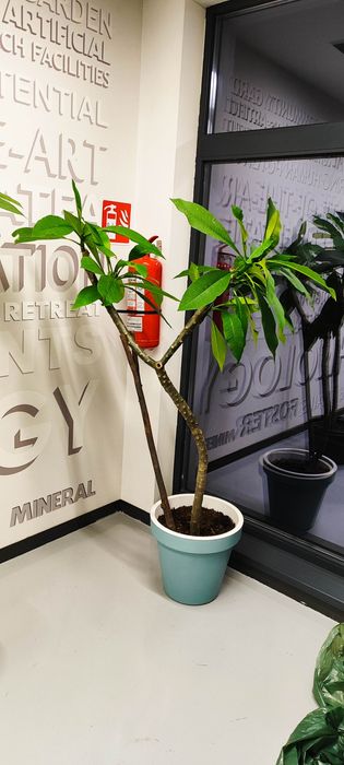 Plumeria (Frangipani) plante mature in ghiveci