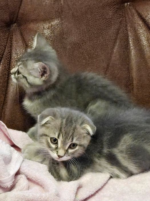 Породистые котята