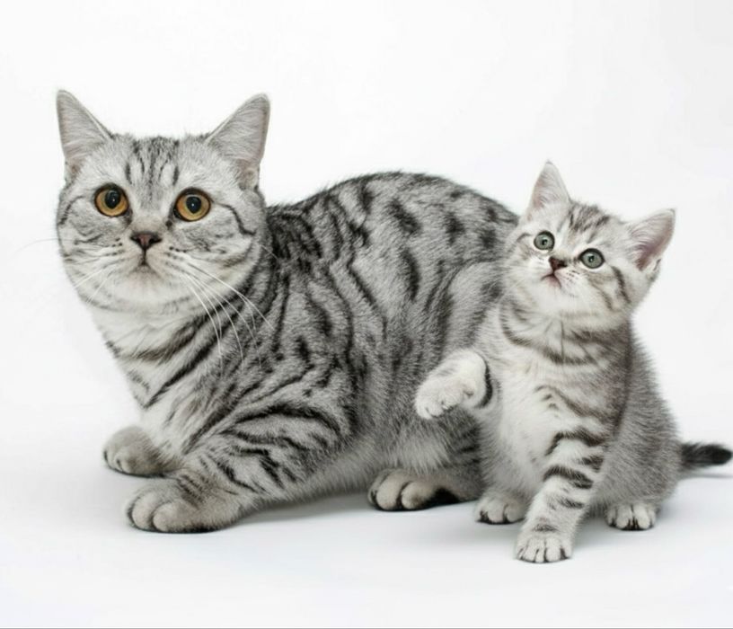 Продам котенка шотландский мальчик