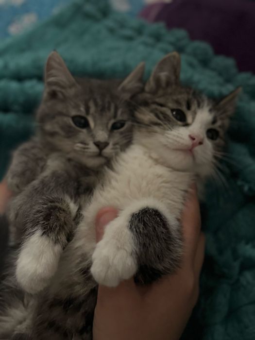 Британский котята