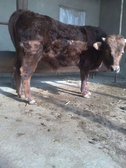 Buqa hokiz sotiladi soni 2 ta