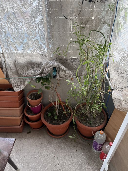 Vand ghivece si jardiniere cu pamant de flori