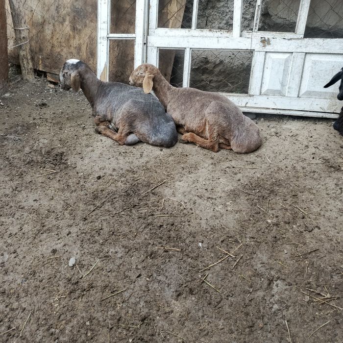 Кузи куйлар сотувда