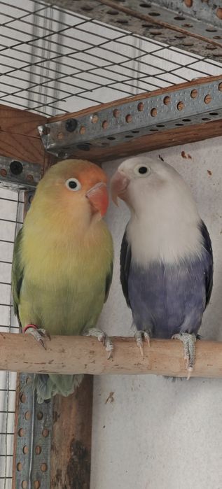 Неразлучник parblue apaline