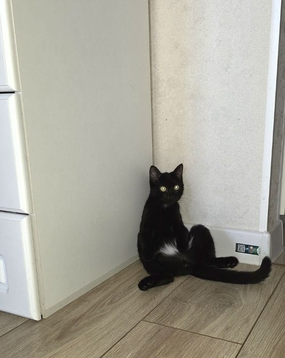 Отдам в хорошие добрые руки