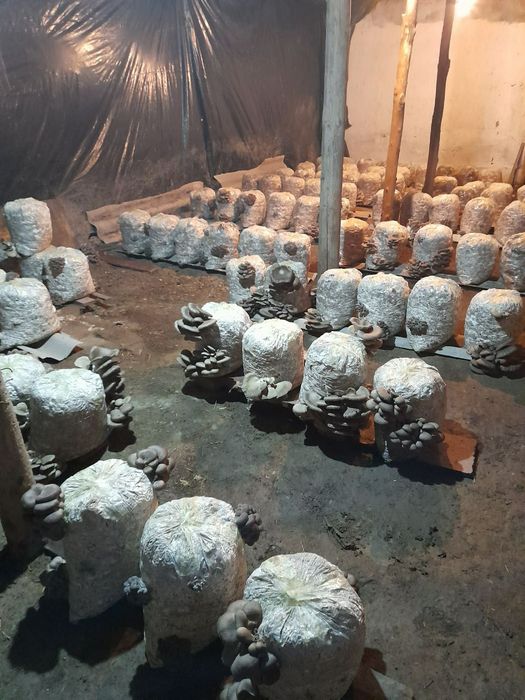 Qo'ziqorin urug'i ,Семена мицелий Грибов вешинки  КА 17 штп