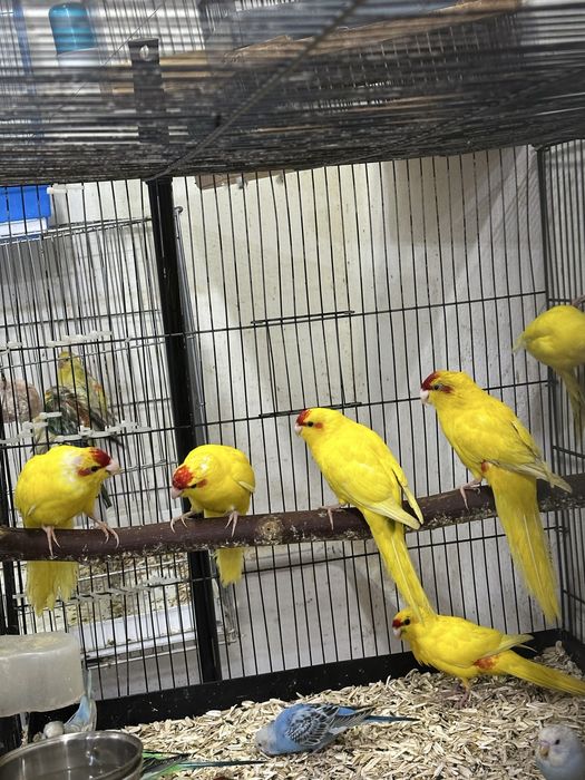 Kakriki sotiladi donasi 350 000min
