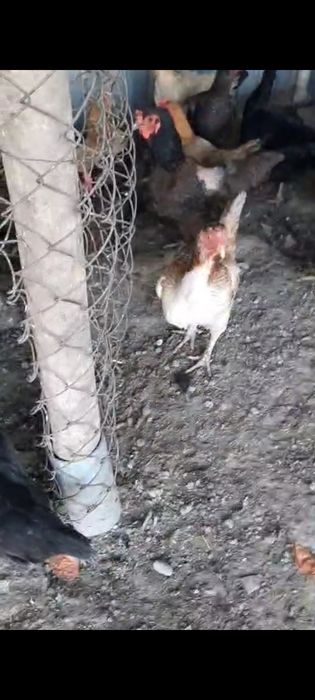 Дакан қоразбен тауық сатылады