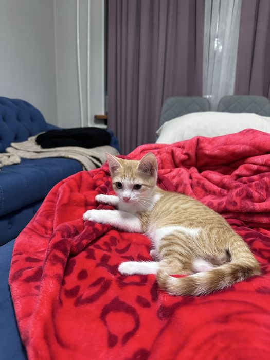 Отдам котенка в добрые руки