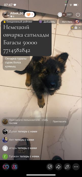 Немецкая овчарка чыстые