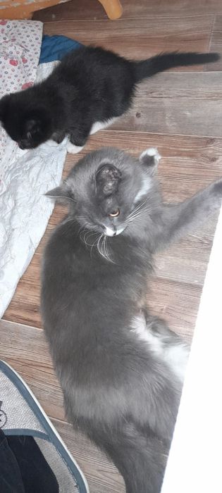 **Отдам котят и кошку сибирскуюв добрые руки**

Ищем заботливые семьи