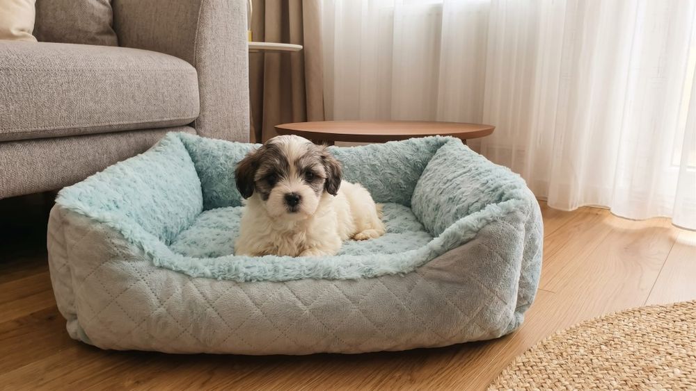 Bichon Maltez/Havanez