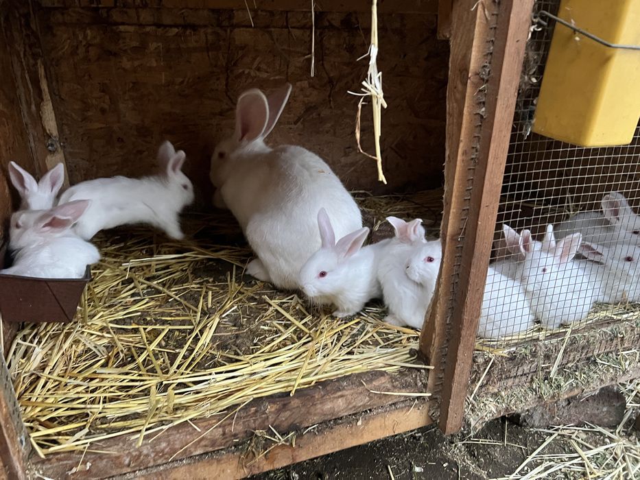 Femela hycol francez cu 11 pui