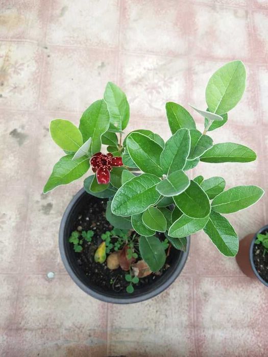 Фейхоа, Ананасова Гуава -Йодно дърво