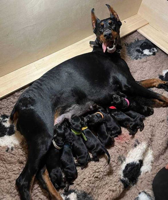 Щенки доберман чистокровные
