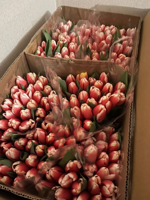 Цветы тюльпаны голландия