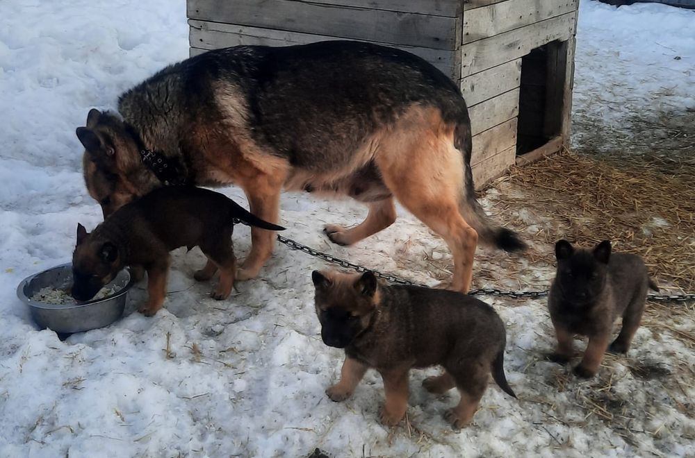 Продам щенков Волкособа!