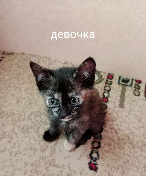 Котята бесплатно