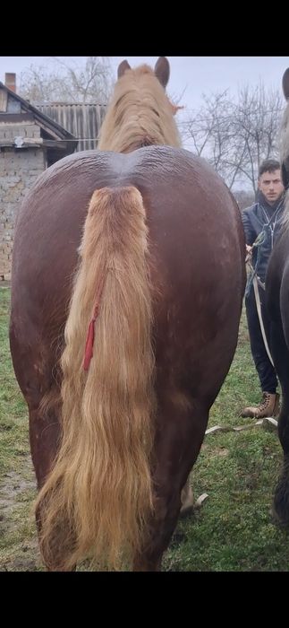 Vand sau schimb un manz de 4 ani si o manza de 4 ani gestanta