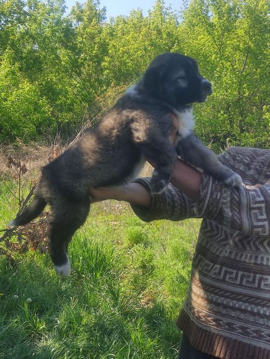 Кавказская овчарка продаётся щенки