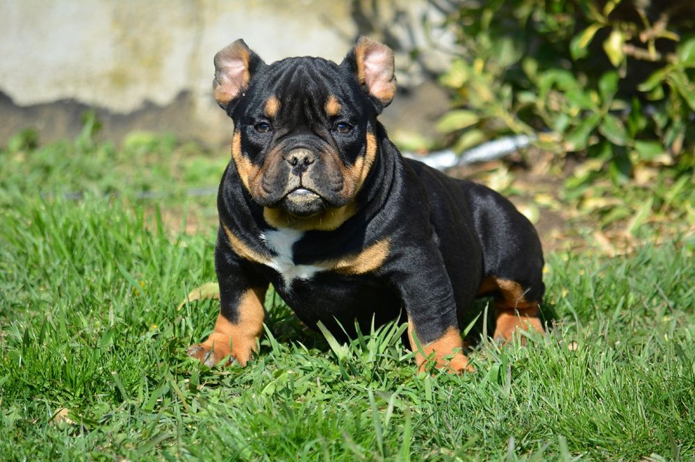 Bulldog american hot sale olx